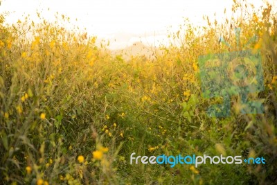 Beautiful Yellow Sunhemp Flowers On Vintage Stock Photo