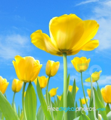 Beautiful Yellow Tulips Stock Photo