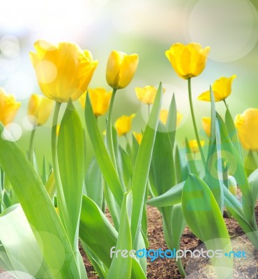 Beautiful Yellow Tulips Stock Photo