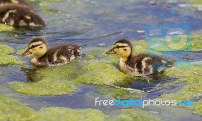 Beautiful Young Ducks Are Going Through The Algae Stock Photo