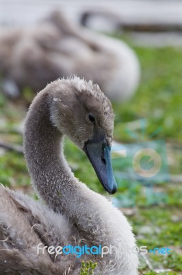 Beautiful Young Gray Swan Stock Photo