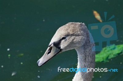 Beautiful Young Mute Swan Stock Photo