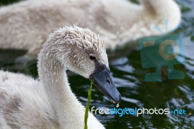Beautiful Young Swan Is Eating The Algae Stock Photo