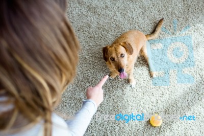 Beautiful Young Woman With Dog Playing At Home Stock Photo