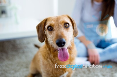 Beautiful Young Woman With Dog Playing At Home Stock Photo