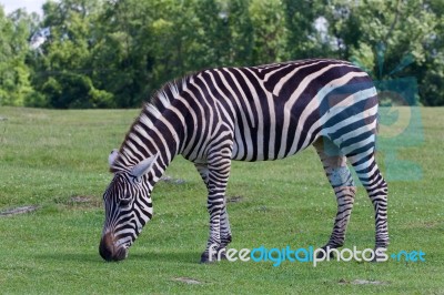 Beautiful Zebra On The Grass Field Stock Photo