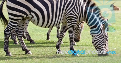 Beautiful Zebras Stock Photo