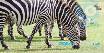 Beautiful Zebras Are Eating The Grass Stock Photo