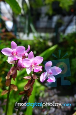 Beautifully Flower Stock Photo