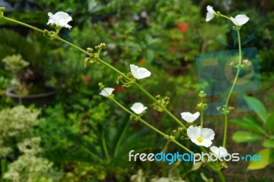 Beautifully Flower Stock Photo