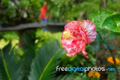 Beautifully Flower Stock Photo