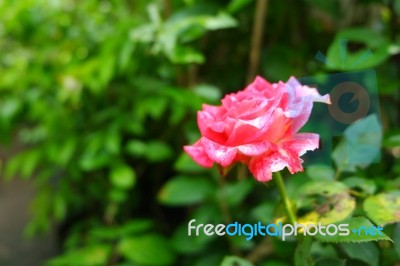 Beautifully Rose Flower Stock Photo