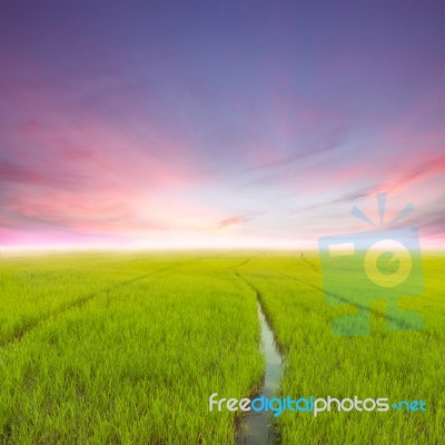 Beauty Agriculture Rice Green Field At Evening Stock Photo