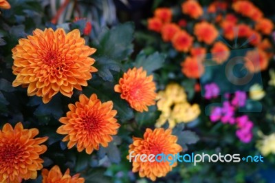 Beauty Flower Stock Photo