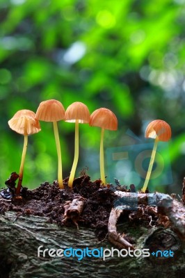 Beauty Mushroom In Forest Stock Photo