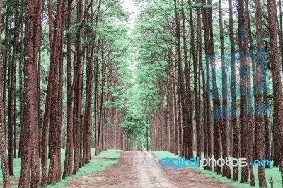 Beauty Of Pine Garden Stock Photo