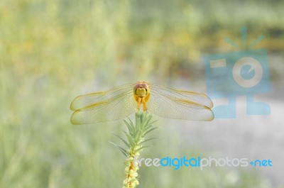 Beauty Of Tropical Forest Stock Photo