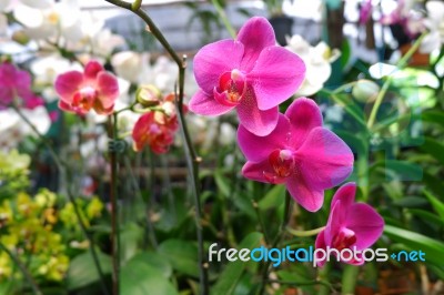 Beauty Orchid Flower Stock Photo