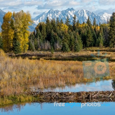 Beaver Dam Near Schwabachers Landing Stock Photo