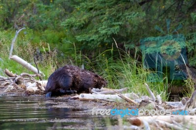 Beaver Shaking Off Water Stock Photo