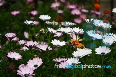 Bed Of Daisies Stock Photo