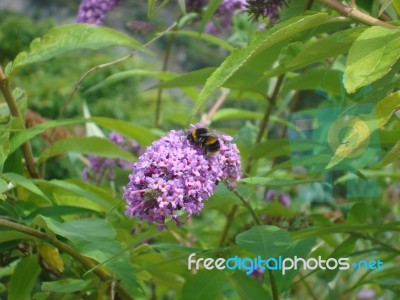 Bee Stock Photo