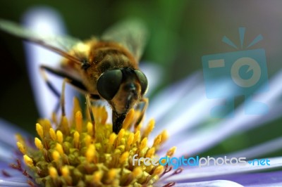 Bee Stock Photo