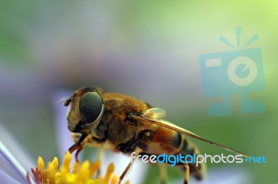 Bee Stock Photo