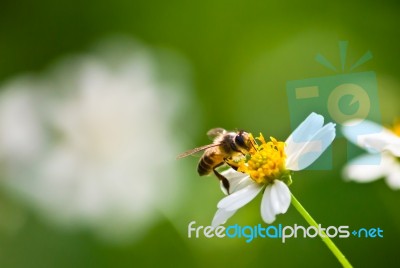 Bee Stock Photo