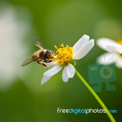 Bee Stock Photo