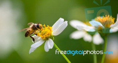 Bee Stock Photo