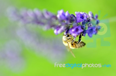 Bee Stock Photo