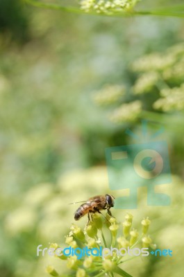 Bee Stock Photo