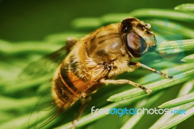 Bee Stock Photo