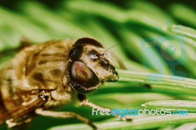 Bee Stock Photo