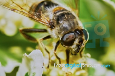 Bee Stock Photo