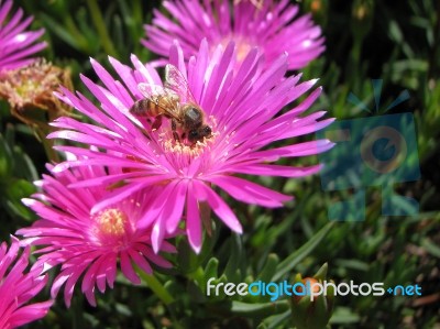 Bee Stock Photo