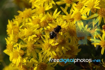 Bee Stock Photo