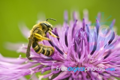 Bee Stock Photo