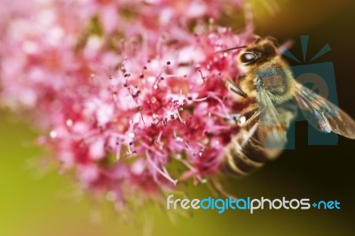 Bee Stock Photo