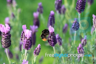 Bee And Lavender Stock Photo