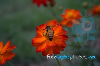 Bee And Orange Flower Stock Photo