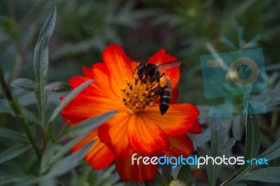 Bee And Orange Flower Stock Photo