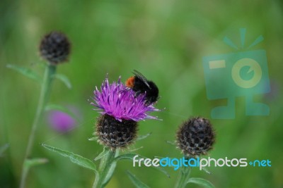 Bee And Thistle Stock Photo