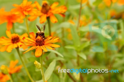 Bee And Zinnia Flowers Stock Photo