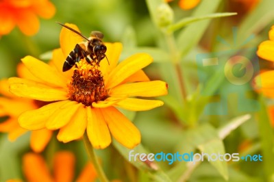 Bee And Zinnia Flowers Stock Photo