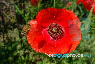 Bee Approaching A Tuscan Poppy Stock Photo