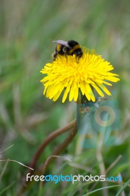 Bee Collecting Pollen From A Dandelion (taraxacum) Stock Photo