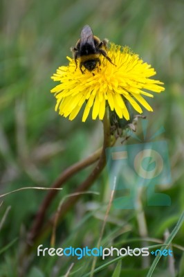 Bee Collecting Pollen From A Dandelion (taraxacum) Stock Photo