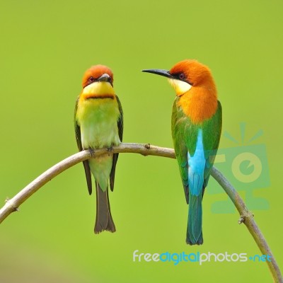 Bee Eater Bird Stock Photo